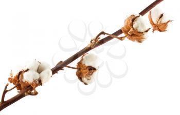 Royalty Free Photo of a Cotton Branch