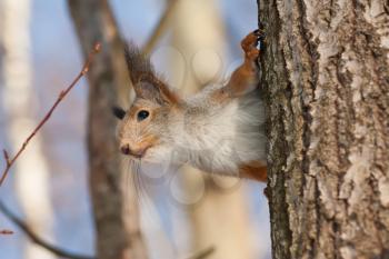 Royalty Free Photo of a Squirrel Sitting in a Tree