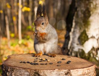Royalty Free Photo of a Squirrel Eating on Top of a Tree Stump
