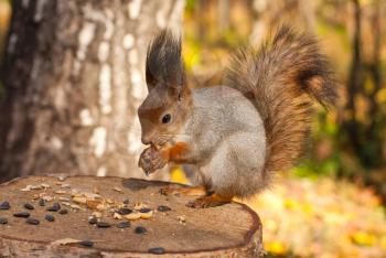 Royalty Free Photo of a Cute Squirrel Sitting on a Tree Stump Eating