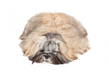 Lhasa apso puppy lying in front of white background