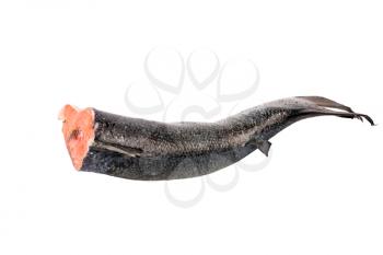 Royalty Free Photo of a Salmon Tail