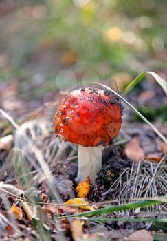 Royalty Free Photo of a Red Amanita Mushroom