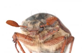 Royalty Free Photo of a Chafer