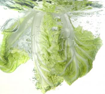 Beijing cabbage in water splash isolated on white
