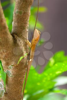 Royalty Free Photo of a Lizard on a Branch