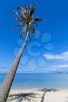 Royalty Free Photo of a Palm Tree on a Beach