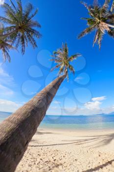 Royalty Free Photo of Palm Trees on a Beach