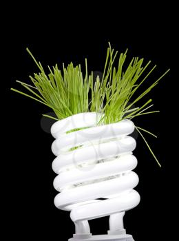 Royalty Free Photo of Green Grass Growing From a Light Bulb