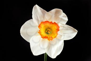 White narcissus flower with yellow petals isolated on black background
