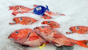 Pacific red snapper on ice in the market
