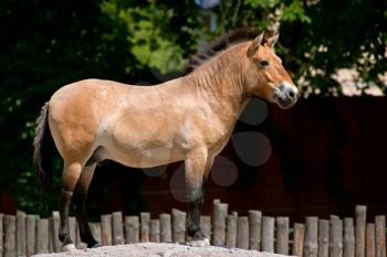 Przewalski's Horse standing on the hill in kiev zoo, ukraine
