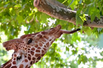 Giraffe eating green leaves on the tree in Kiev zoo, Ukraine
