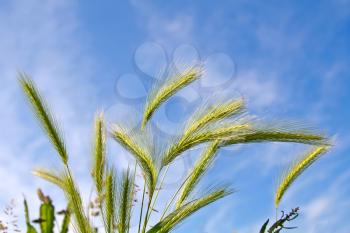 Wheat spica in blue sky
