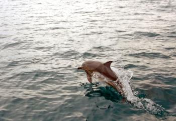 Dolphin jumping from water in the sea
