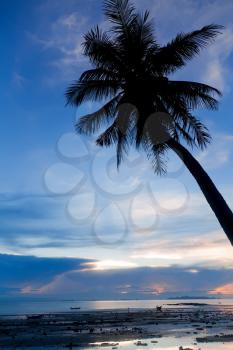 Sunset with palm tree silhouette in Thailand, Koh Samui
