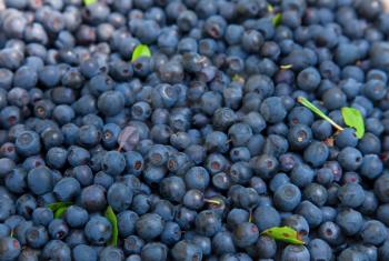 Bilberry background with low DOF
