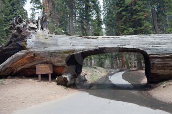 Tunnel log in the Sequoia park, California, USA
