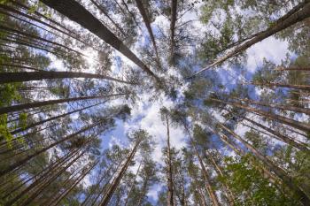 Wide angle view of pine forest with blue sky
