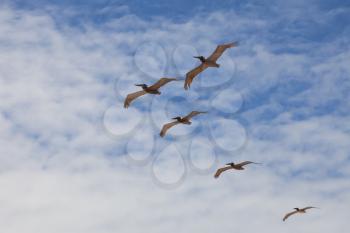 Five pelicans flying in sun backlight on blue cloudy sky background
