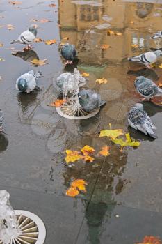 Grey doves near fountain, townhall reflection and autumn leaves
