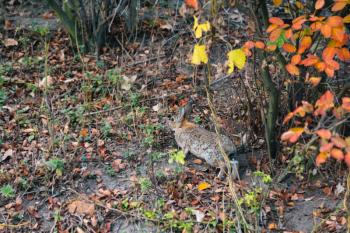 Wild hare jumping in the autumn forest
