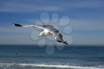 Seagull flying on the hermosa beach, California, USA
