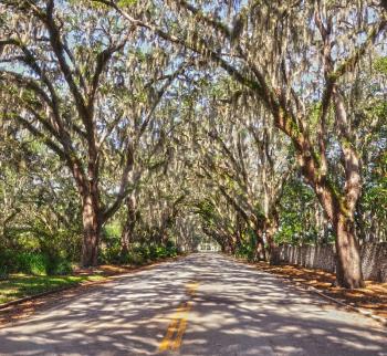 Royalty Free Photo of a Road  with Spanish Moss On The Trees