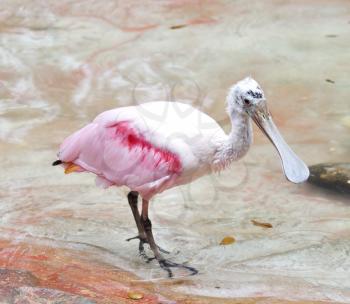 Royalty Free Photo of a Roseate Spoonbill in Water
