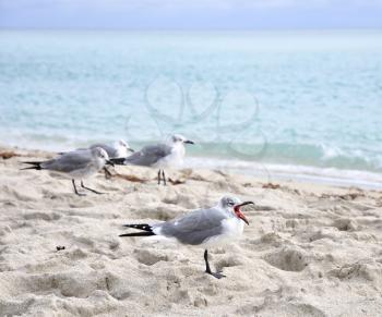 Royalty Free Photo of Seagulls on a Beach