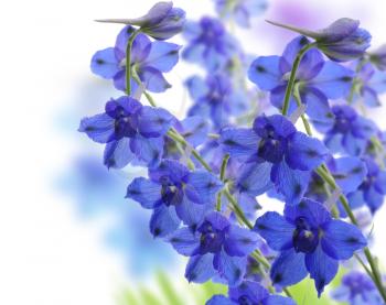 Royalty Free Photo of Blue Delphinium Flowers
