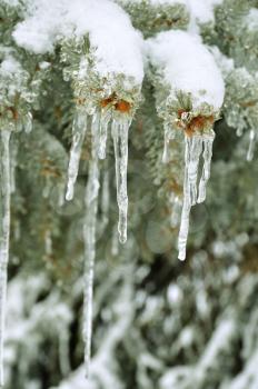 Royalty Free Photo of Icicles in a Pine Tree