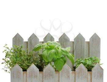 Royalty Free Photo of Fresh Herbs In A Decorative Flowerpot