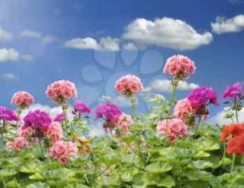 Royalty Free Photo of Geranium Flowers Against A Blue Sky