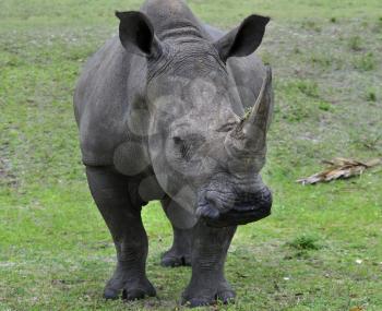Royalty Free Photo of a White Rhinoceros