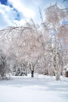 Royalty Free Photo of Trees Covered in Ice