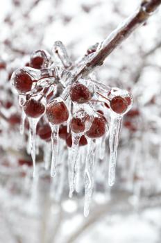 Royalty Free Photo of Red Berries Covered in Icicles