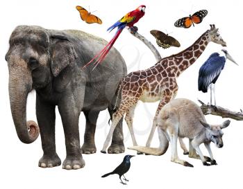 Royalty Free Photo of a Collage of Animals