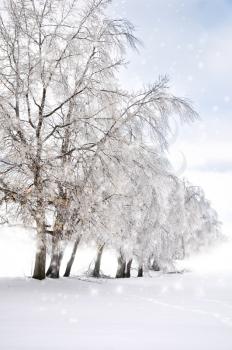 Royalty Free Photo of Trees Covered in Ice