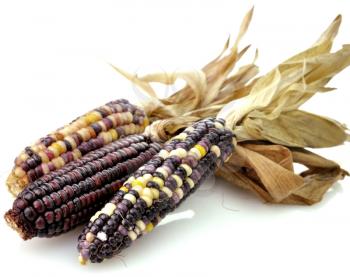 Royalty Free Photo of Dried Corn