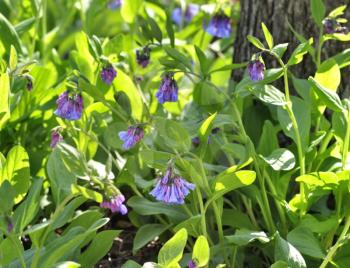 Spring Flowers Virginia Bluebells