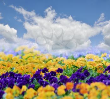 Colorful Spring Flowers For Background