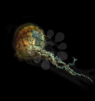 Jelly Fish On A Black Background
