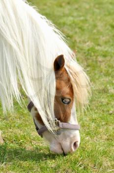 White small  horse eating grass , close up