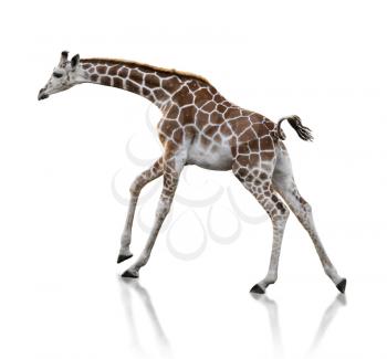 Young Giraffe Running On White Background