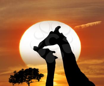 Silhouettes Of Giraffes Against A Sunset