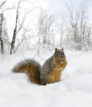 Fox Squirrel On The Snow