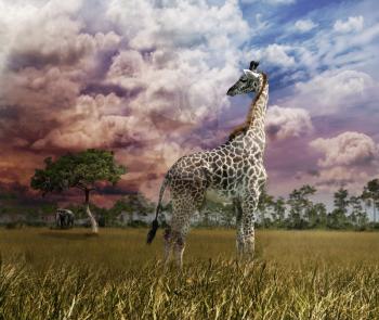 Young Giraffe Looking At Sunset