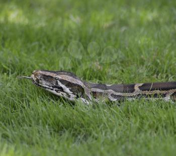 Python In The Grass,Close Up