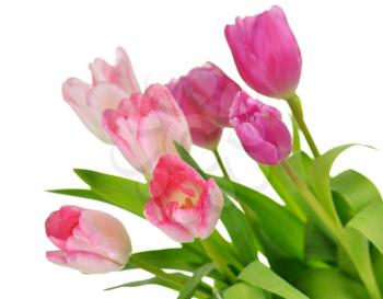 fresh  pink tulips bouquet  , close up shot